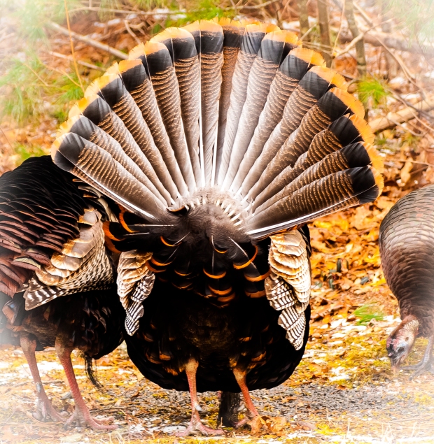 Fan tail the turkey.